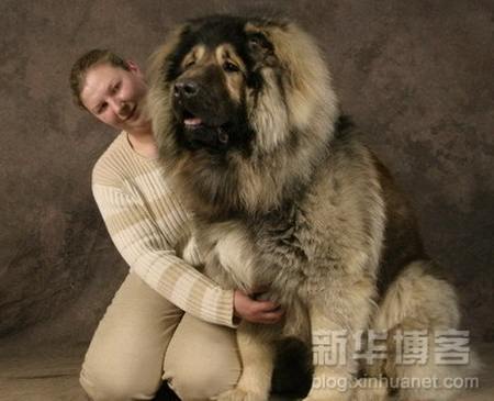 Riesenhunde - Riesenhund - großer Hund - die größten Hunde der Welt
