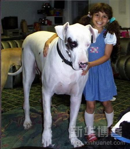 Riesenhunde - Riesenhund - großer Hund - die größten Hunde der Welt - Deutsche Dogge