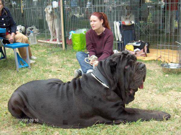 Riesenhunde - Riesenhund - großer Hund - die größten Hunde der Welt - Mastino Napoletano
