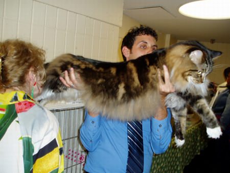 Maine-Coone-Katze - Riesenkatzen - die groessten Hauskatzen der Welt