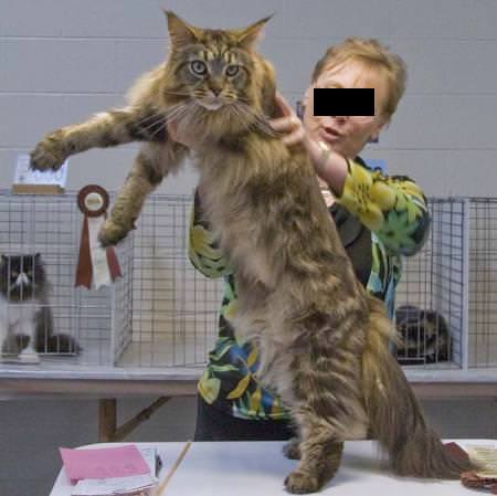 Maine-Coone-Katze - Riesenkatzen - die groessten Hauskatzen der Welt