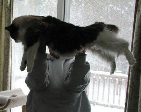 Ragdoll-Katze - Riesenkatzen - die groessten Hauskatzen der Welt