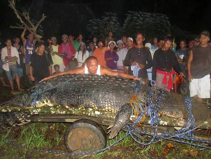 Riesenkrokodil - groesstes Krokodil der Welt