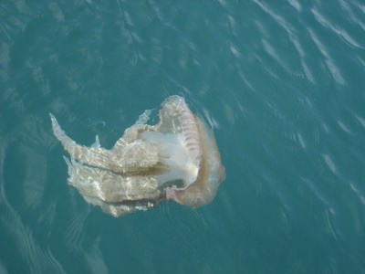 Riesenqualle - Riesen Qualle - Giant Jellyfish - Staatsqualle