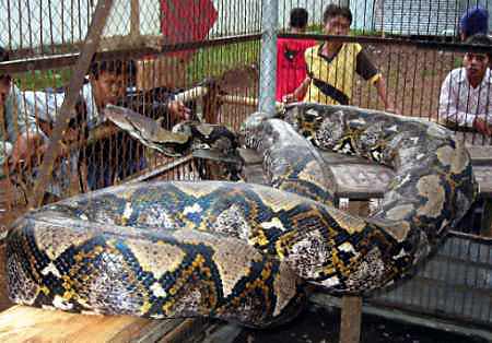 Riesenschlange - biggest snake python - Netzpython