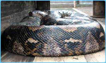 Riesenschlange - biggest snake python - Netzpython