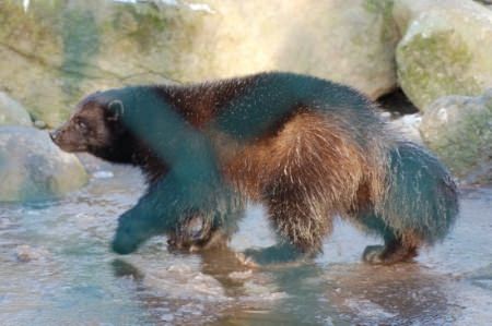 Vielfraß - Wolverine - Bärenmarder - das mutigste Tier der Welt