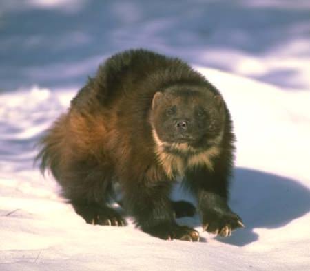 Vielfraß - Wolverine - Bärenmarder - das mutigste Tier der Welt