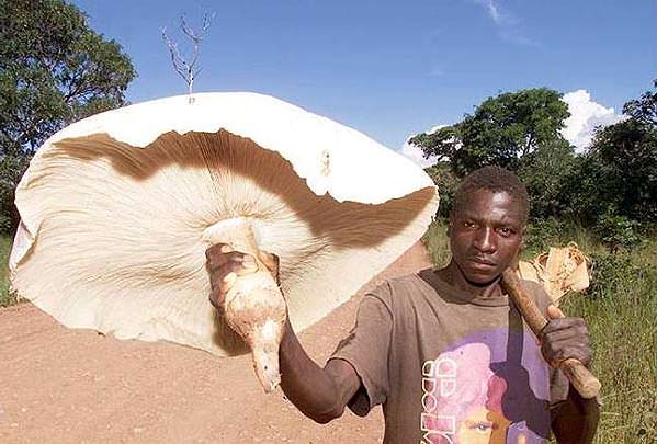 Riesenpilz - Riesen Pilz - biggest mushroom - der größte Pilz der Welt