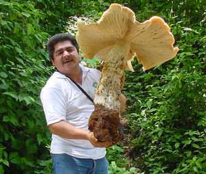 Riesenpilz - Riesen Pilz - biggest mushroom - der größte Pilz der Welt