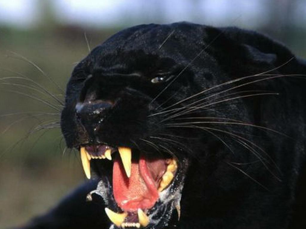 Black Panther instal