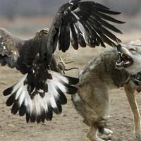 Adlerangriff Adler greift Wolf an eagle attacks wolf Adlerattacke 2