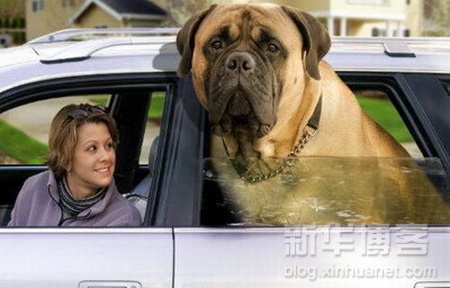 Riesenhund grosser Hund die groessten Hunde der Welt 2