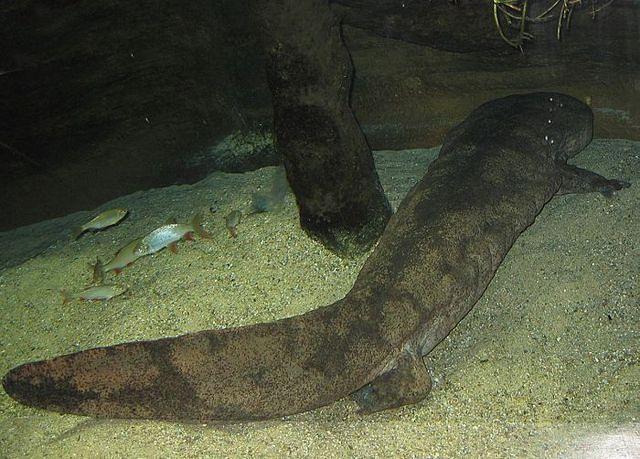 Riesenlurch-Riesensalamander-Riesen-Amphibium-Riesen-Schwanzlurch das-groesste-Amphibium-der-Welt 7