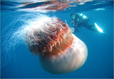 Riesenqualle-Riesen Qualle-Giant Jellyfish-Staatsqualle 2