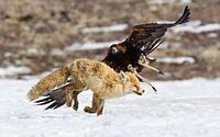 Adlerangriff Adler greift Fuchs an eagle attacks fox Adlerattacke 2
