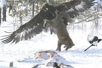 Adlerangriff Adler greift Fuchs an eagle attacks fox Adlerattacke 5