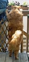 Maine-Coone-Katze Riesenkatzen die groessten Hauskatzen der Welt