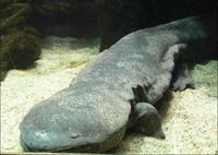 Riesenlurch-Riesensalamander-Riesen-Amphibium-Riesen-Schwanzlurch das-groesste-Amphibium-der-Welt 10