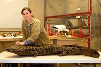 Riesenlurch-Riesensalamander-Riesen-Amphibium-Riesen-Schwanzlurch das-groesste-Amphibium-der-Welt 12