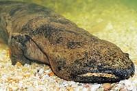 Riesenlurch-Riesensalamander-Riesen-Amphibium-Riesen-Schwanzlurch das-groesste-Amphibium-der-Welt 13