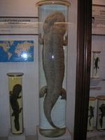 Riesenlurch-Riesensalamander-Riesen-Amphibium-Riesen-Schwanzlurch das-groesste-Amphibium-der-Welt 14