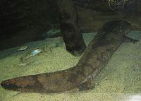 Riesenlurch-Riesensalamander-Riesen-Amphibium-Riesen-Schwanzlurch das-groesste-Amphibium-der-Welt 7