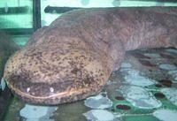 Riesenlurch-Riesensalamander-Riesen-Amphibium-Riesen-Schwanzlurch das-groesste-Amphibium-der-Welt 9