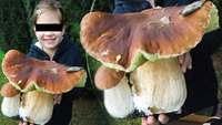 Riesenpilz biggest mushroom Riesensteinpilz-der groesste Steinpilz der Welt