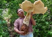 Riesenpilz biggest mushroom der groesste Pilz der Welt 3