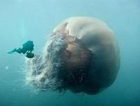 Riesenqualle-Riesen Qualle-Giant Jellyfish-Staatsqualle 13