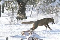 Adlerangriff Adler greift Fuchs an eagle attacks fox Adlerattacke 6