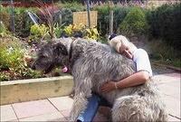 Riesenhund grosser Hund die groessten Hunde der Welt 8