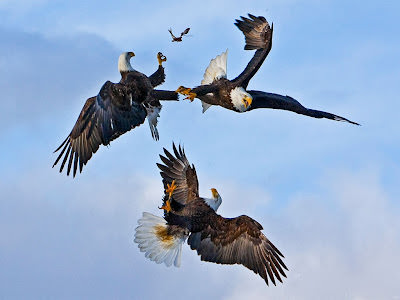 Adlerangriff - Adler greifen Vogel an - eagles attack birds - Adlerattacke