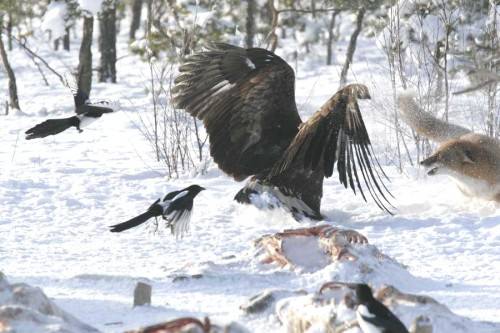 Adlerangriff - Adler greift Fuchs an - eagle attacks fox - Adlerattacke