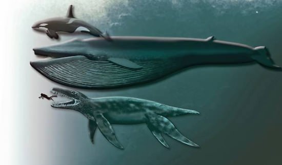 Die größten Tiere der Welt - das größte Tier der Welt - Säugetier - Blauwal