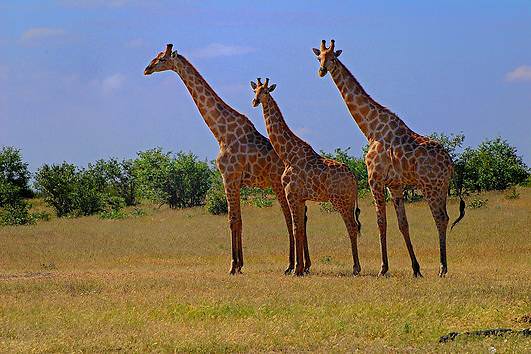 Die größten Tiere der Welt - das höchste Tier - Giraffe