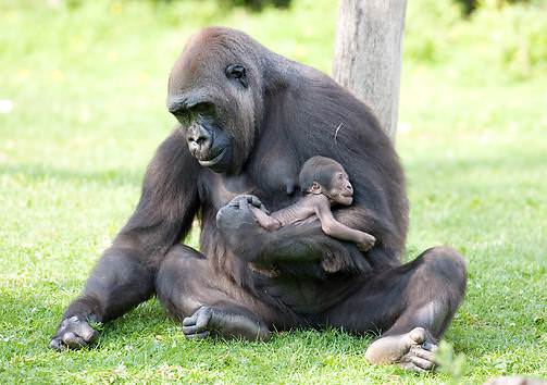 Die größten Tiere der Welt - die größten Affen - Gorillas