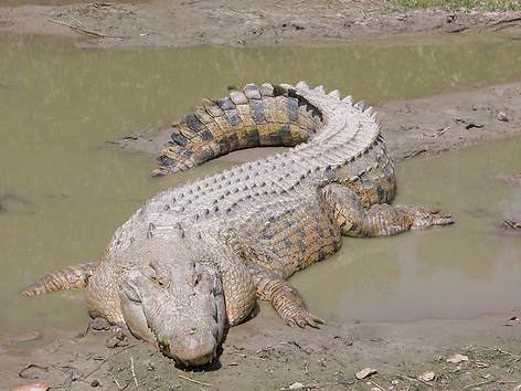 Die größten Tiere der Welt - die größten Reptilien - Krokodile