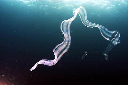 Die größten Tiere der Welt - die größten Würmer - Schnurwürmer
