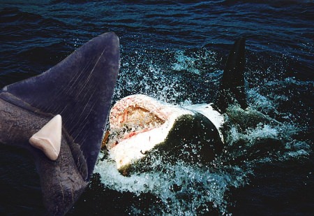 Megalodon - größter Hai - größter Fisch der Welt - Zähne - Zahn