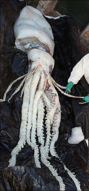 Riesenkalmar - Riesenkrake - giant squid