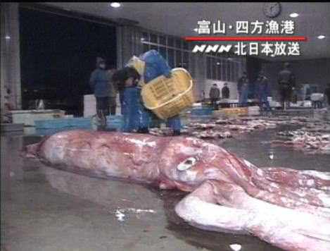 Riesenkalmar - Riesenkrake - giant squid