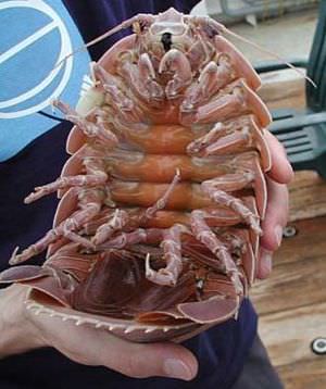 Riesenasseln - Giant Isopod