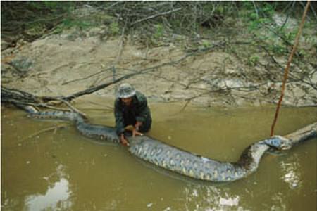 Riesenschlange - biggest snake anaconda - Anaconda
