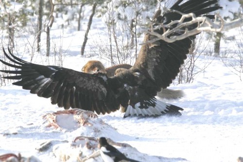 Adlerangriff Adler greift Fuchs an eagle attacks fox Adlerattacke 8