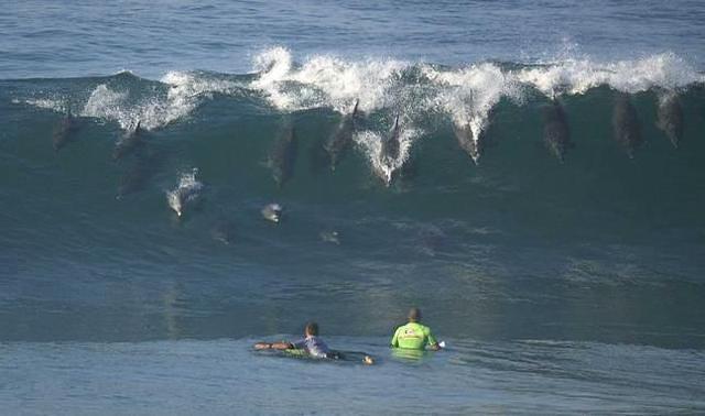 Delphine treffen auf Surfer Invasion der Delphine