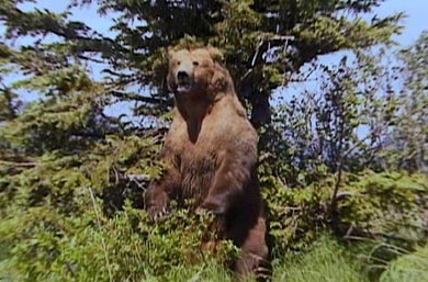 Grizzly Baer 3
