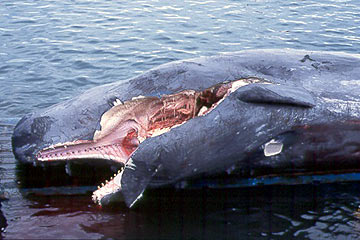 Pottwal Sperm Whale 2