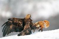Adlerangriff Adler greift Fuchs an eagle attacks fox Adlerattacke 1